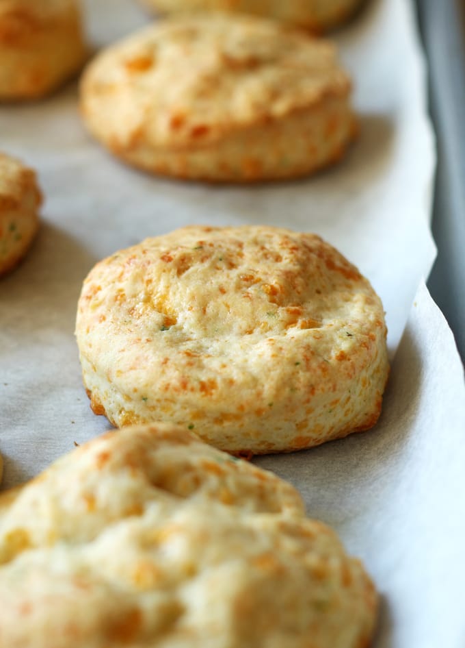 Cheddar Chive Biscuit BLT » The Thirsty Feast by honey and birch